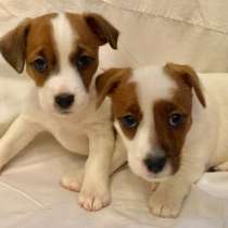 Джек расел Улан Уд, в Улан-Удэ