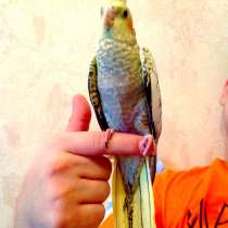 Продаются птенчики корелл и волнистых попугав-для обучения, в Москве