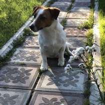 Погуляю с вашей собакой!, в г.Тбилиси