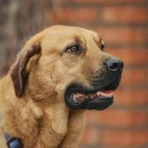 Шикарный бурят-монгольский волкодав Атос ищет семью!, в Москве