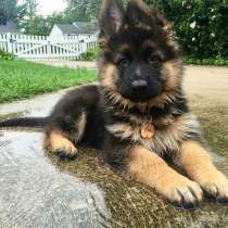 Немецкая овчарка Анапа, в Анапе