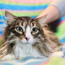 Ищет дом и семью кошечка Марго - пушистая красавица, в Москве