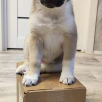 Красавица в дар, в Москве