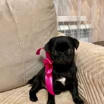 Щенки мопсика, в Краснодаре