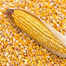 Кукуруза, в Матвеевом Кургане