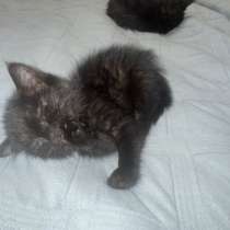 Котята девочка и мальчик, в Белово