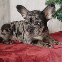 Французский бульдог, в г.Брест