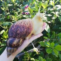 Куплю улитку ахатину (ретикуляту или иммакуляту), в Новосибирске