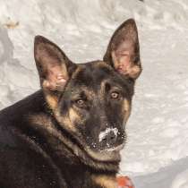 6 мес щенок метис овчарки Эма ищет семью!, в Москве