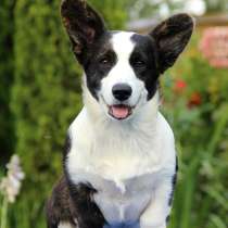 Девочка Вельш Корги Кардиган ищет любящих родителей, в Москве