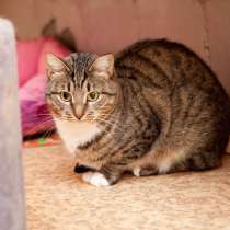 Беата - кошка вашей мечты, в Москве