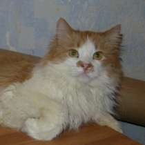 Шикарный котик в добрые руки, в Липецке