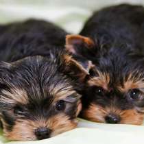 Йоркширский терьер Пенза, в Пензе