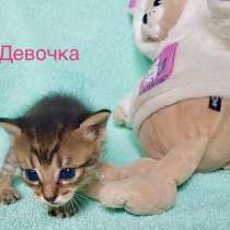 Котёнок девочка, в Москве