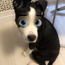 Щенок стаффа, в Москве