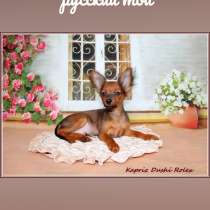 Мальчик русский той, в Санкт-Петербурге