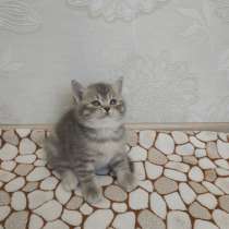 Британский котенок, в Новосибирске