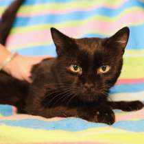 Благородный черный красавец Фараон в добрые руки, в Москве