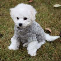 Бишон фризе Набережные Челны, в Набережных Челнах