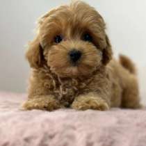 Щенки Мальтипу, в Москве