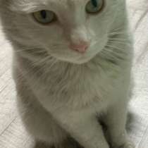 Отдам Котя бродягу, в Иркутске