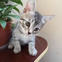 Котята, в Чебоксарах