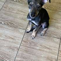 Отдаю милых щенят в добрые руки, в Москве