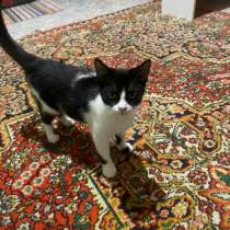 Отдаю кошечку в добрые руки ласковая, и милая ходит в лоток, в Георгиевске