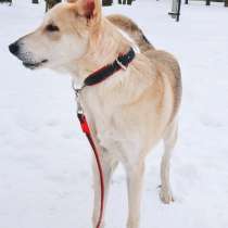 Личный тренер Макс ищет хозяев, в Москве