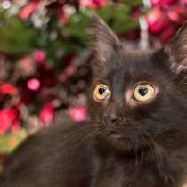 Замурчательная Валетта в поисках лучшего друга, в Москве