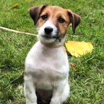 Джек рассел терьер щенок от чемпионов, в Москве