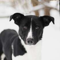 Добрая Топси в поиске дома!, в Москве