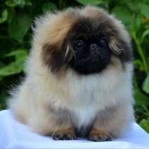 Пекинес, в Москве