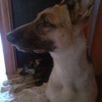 Щенок Ваш лучший друг, в Санкт-Петербурге