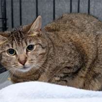 Робкая Беатриче мечтает оказаться чьим-то счастьем, в Москве