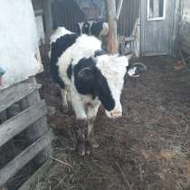 Бычки 2шт, в Александрове