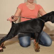 Щенки Добермана, в г.Минск