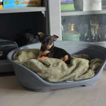 Щенок той терьер, в Москве