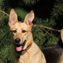 Дина - собака, отчаянно мечтающая о человеке!, в Москве