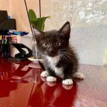 Котенок Шошу - лучистое счастье в дар, в Москве