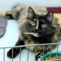 Очаровательная Бэллатриса в поисках лучшей судьбы, в Москве