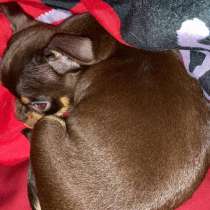 Собачка чихуахуа мальчик, в Москве