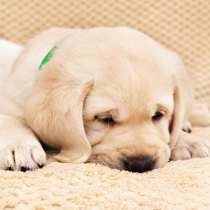 Высокопородные щенки лабрадора, в Санкт-Петербурге