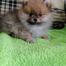 Мишки,-мимишки, в Москве