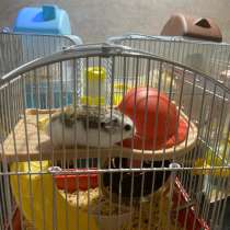 Хомяк мальчик (4 мес), в Москве