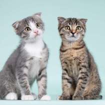 Вислоухие котята в добрые руки, в Москве