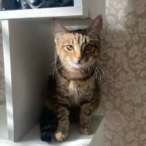 Котята в добрые руки, в Йошкар-Оле