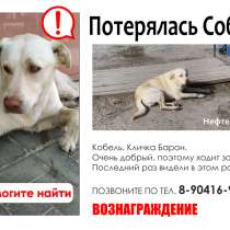 Потерялась собака, в Нефтеюганске