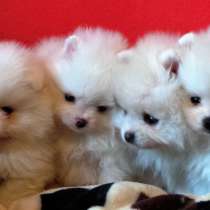 Родословная РКФ для померанского шпица, в Москве