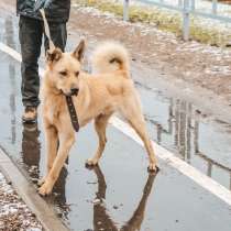Нежный пес с золотой шерстью ищет дом, в г.Санкт-Петербург